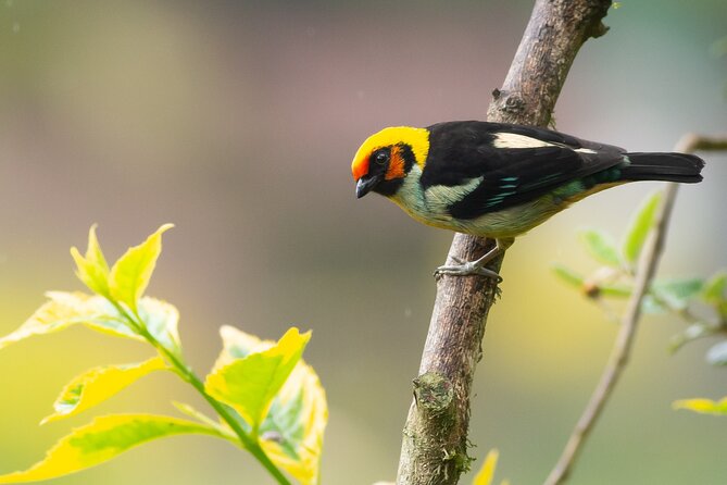 Coffee Lands Birdwatching Tour (Transport + Guiding) - Inclusions