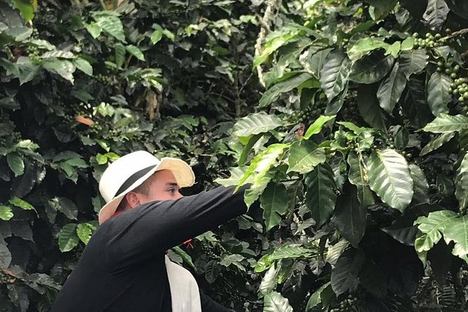 Coffee Tour - All Inclusive - Medellín - Pickup and Meeting