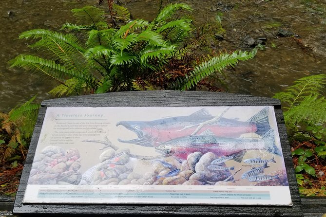 Combo Tour: Muir Woods, Sausalito and Sonoma Wine Country Tour - Accessibility Features