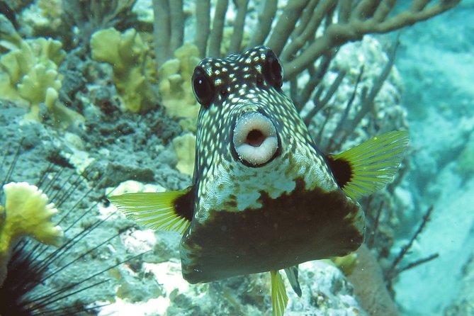 Coral Reef and Turtle Kayak Excursion - Participant Requirements