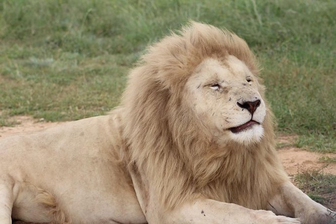 Cradle of Humankind and Lion and Safari Park Tour From Johannesburg or Pretoria - Pickup and Timing