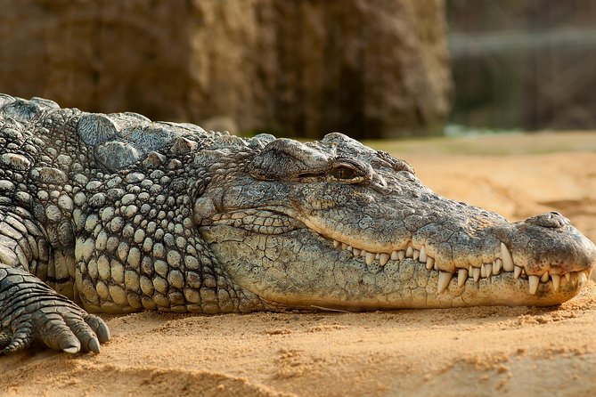 Crocoparc Tour From Agadir & Taghazout + Tickets - Accessibility Features