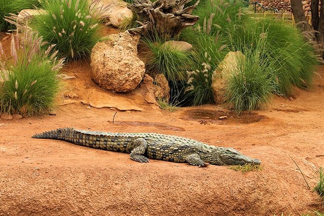 Crocoparc Tour in Agadir - Playgrounds for Children