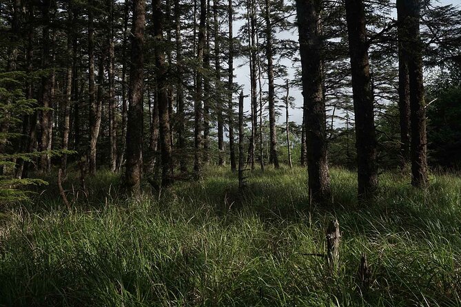 Cultural Immersion & Holistic Wellbeing on Haida Gwaii - Accommodation and Meal Inclusions
