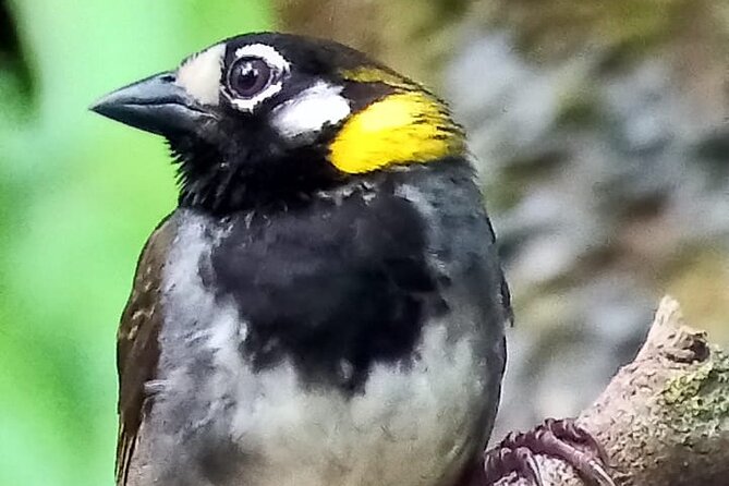 Curicancha Birdwatching Tour - Meeting and Pickup