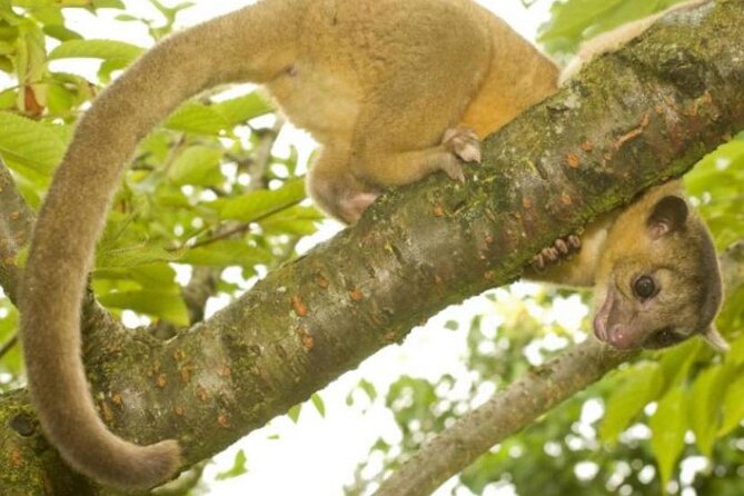 Damas Island Mangrove Tour With Monkeys - Inclusions and Exclusions