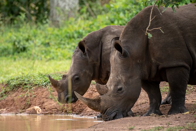 Day Tour Of Ziwa Rhino Sanctuary and Wildlife Ranch - ZIWA RHINO TREKKING - Getting to the Meeting Point