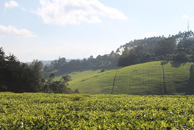 Day Tour To Kiambethu Tea Farm in Limuru - Guided Tour of the Lush Gardens