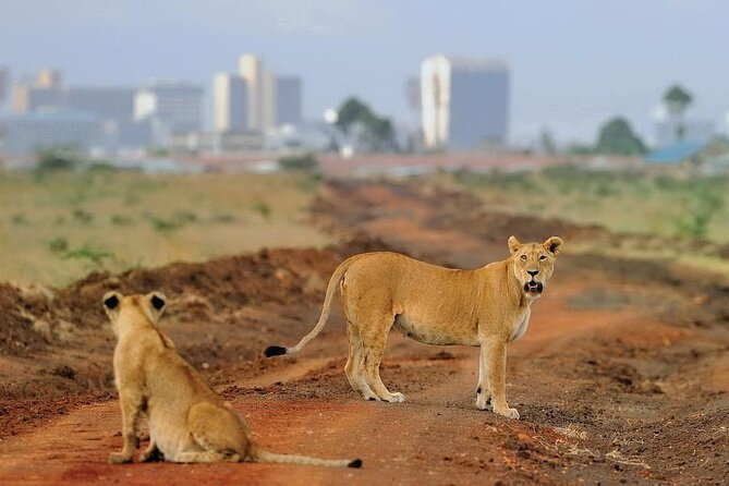 Day Tour to Nairobi National Park and Giraffe Center - Start Time and Duration