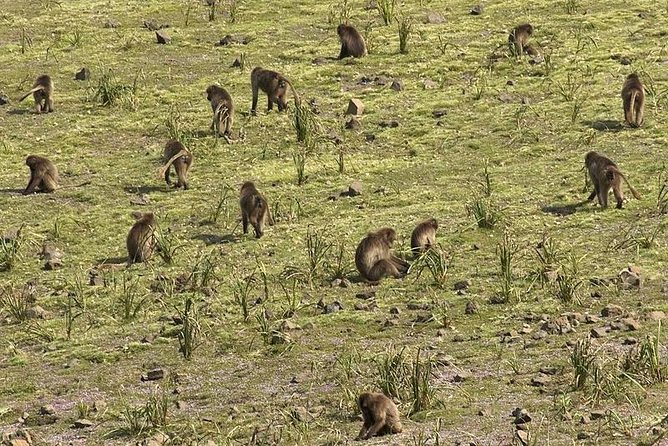 Day Trek to Simeien Mountains - Tour Details