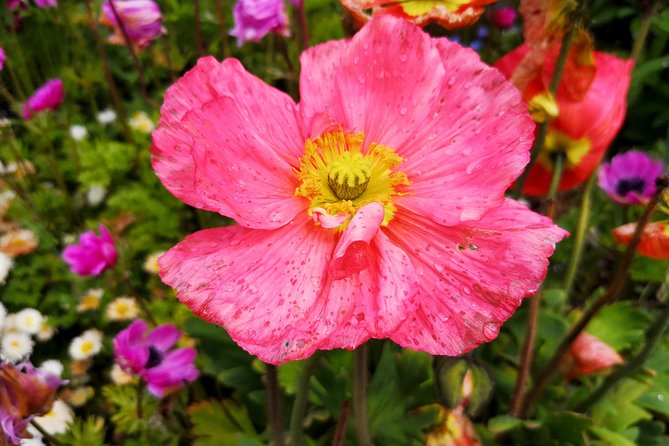 Day Trip Flower Island of Mainau Including Meersburg - Traveler Photos