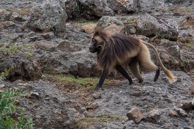 Day Trip From Addis Ababa To Debre Libanos & Blue Nile Gorge - Highlights of Debre Libanos