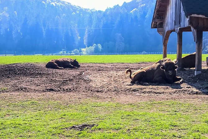 Day Trip From Brasov: Bison Reserve & Traditional Lunch - Additional Information