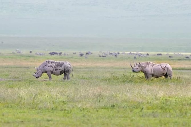 Day Trip Ngorongoro Crater - Accessibility Options