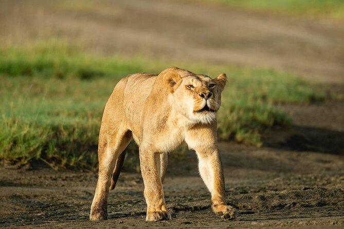 Day Trip Safari to Mikumi National Park - The Journey Begins