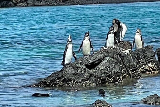 Day Trip to Isabela Island and Tintoreras in Galápagos - Exploring Isabela Island