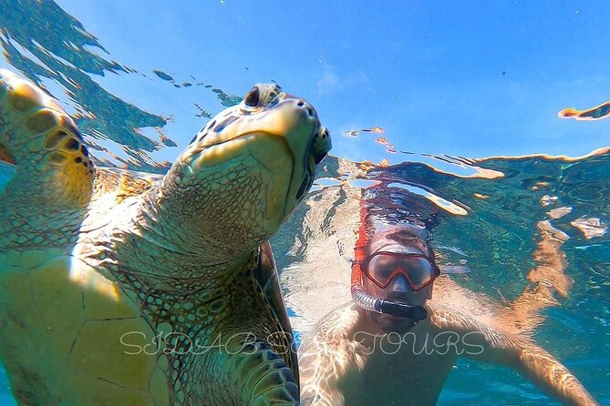 Daymaniyat Island Natural Reserve and Dolphin Watching - Dolphin Watching Experience
