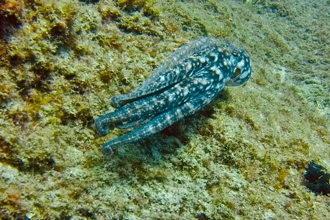 DEEP DIVING SPECIALITY - Discover a New World up to 40M Depth ! - Diving Equipment Included