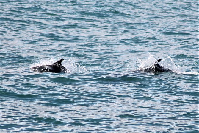 Deluxe Whale Watching and Whales of Iceland Exhibition Combo From Reykjavik - Meeting and Capacity Details