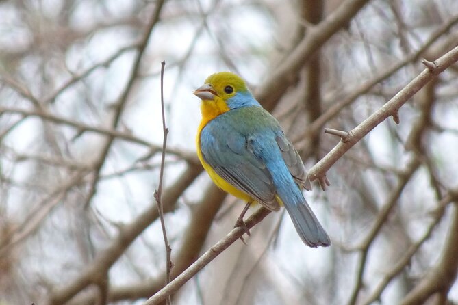 Desembocada and Ameca River Bird Paradise (Wetland and Tropical Birds in Pv) - Guide Expertise and Experience