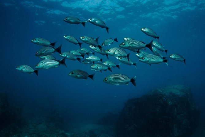 Discover Scuba Diving - Meeting and Pickup Details