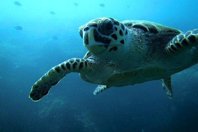 Discover Scuba Diving From a Fishing Village - Meeting Point and Pickup Details