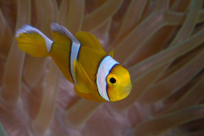 Discover Scuba Diving in Mauritius - Meeting and Return Details