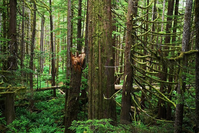 Discover Sooke to Port Renfrew Scenic Tour of Vancouver Islands - Itinerary Customization