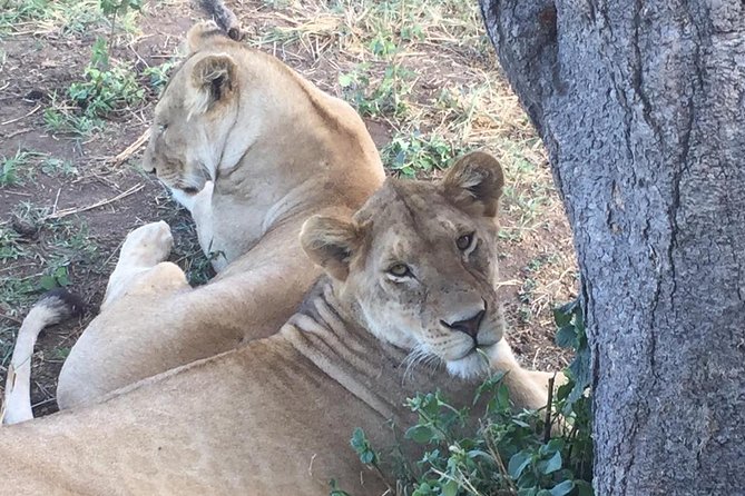 Discover the Group Joining for 5-Day Tanzania Safari in 2025 - Spotting Native Wildlife