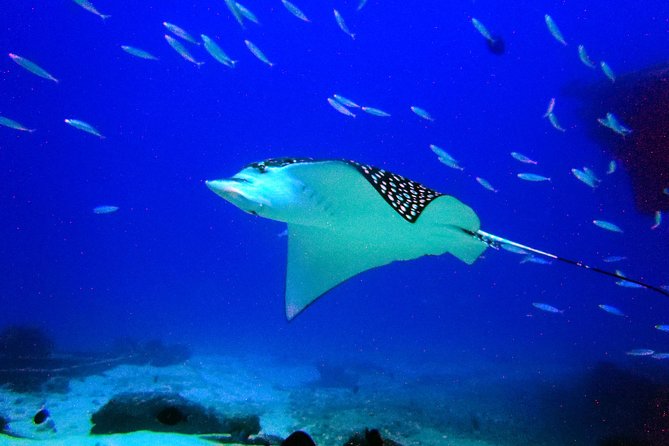 Diving in Cancun for Certified Divers | 2 Dives | All Inclusive - Tour Inclusions