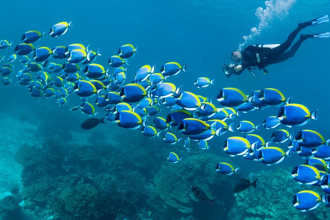 Diving or Snorkeling Boat Tour With Lunch and Drinks - Hurghada - Pickup Information