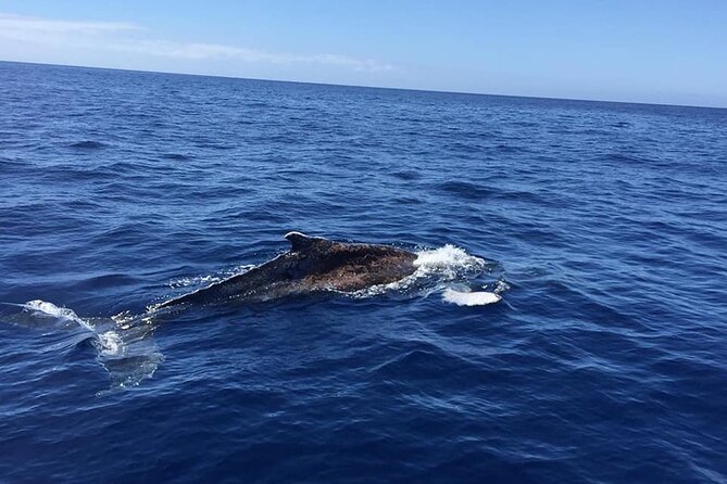 Dolphin and Whale Watching in La Restinga - Location and Meeting Point