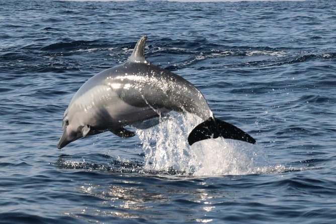 Dolphin Watching - Inclusions
