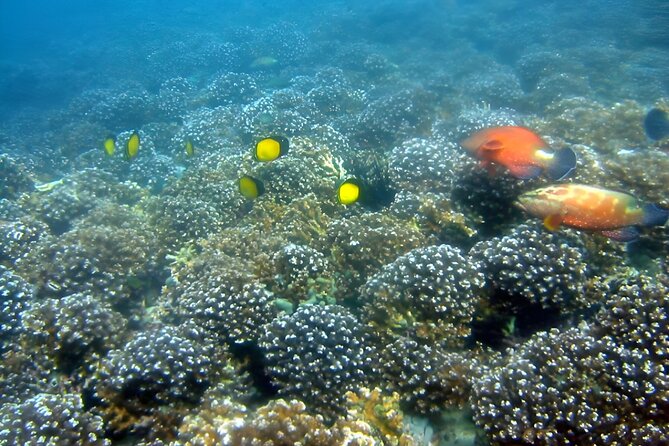 Dolphin Watching and Snorkeling Activity in Muscat - Meeting and Pickup Details