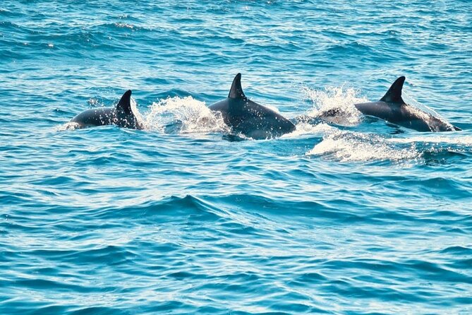 Dolphin Watching in Sesimbra - Inclusion and Accessibility