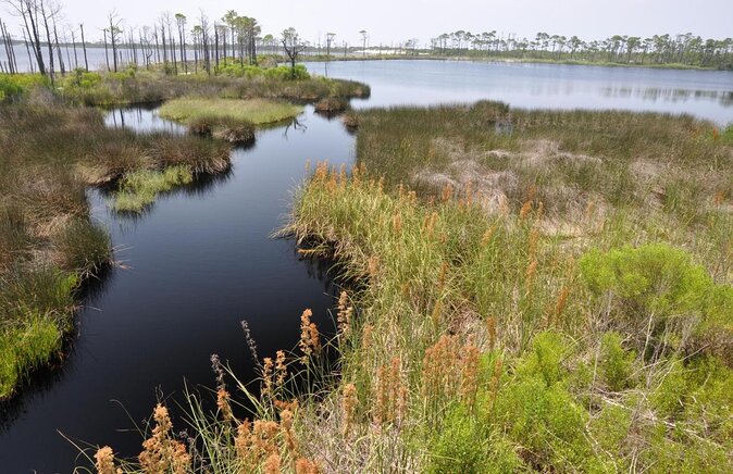 Dolphins and Wildlife Kayak Experience From Gulf Shores - Tour Details and Inclusions
