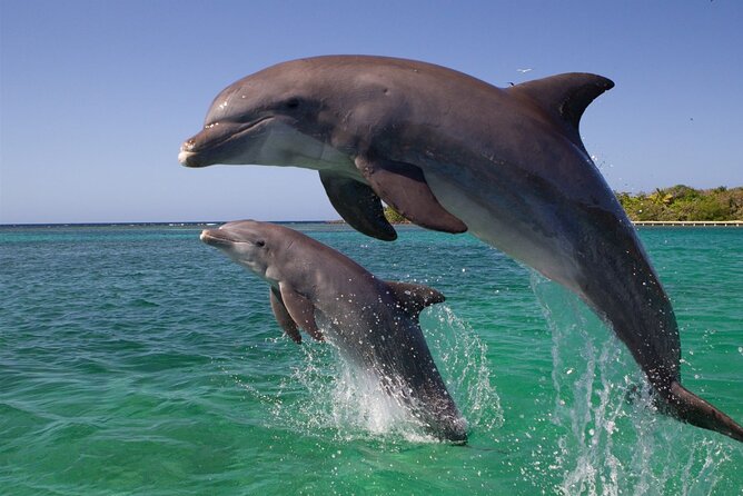 Dolphins House Sea Hero of Egypt Snorkeling &Water Activities - Participant Requirements