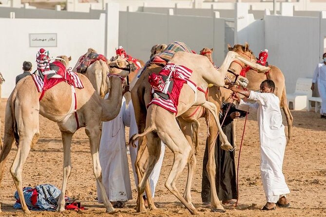 Dubai Royal Camel Race With Prime Seats & Short Camel Ride - Meeting Point Details