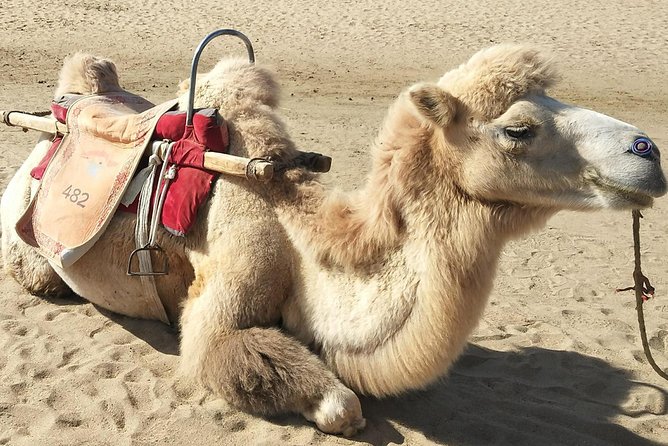 Dunhuang Private Camel Riding in the Gobi Desert - Whats Included
