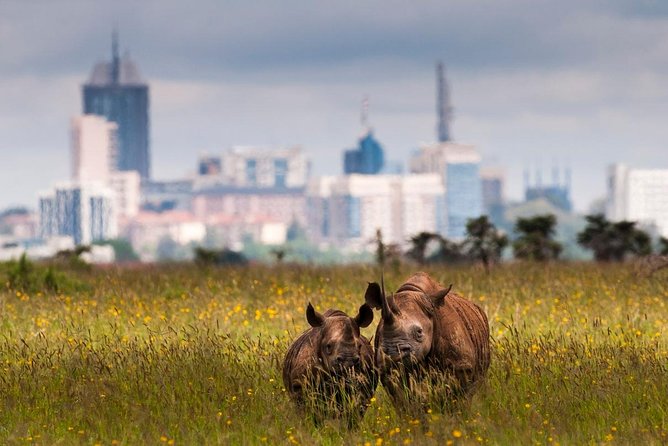Early Morning Half Day Mini Safari To Nairobi National Park - Wildlife Encounter Highlights