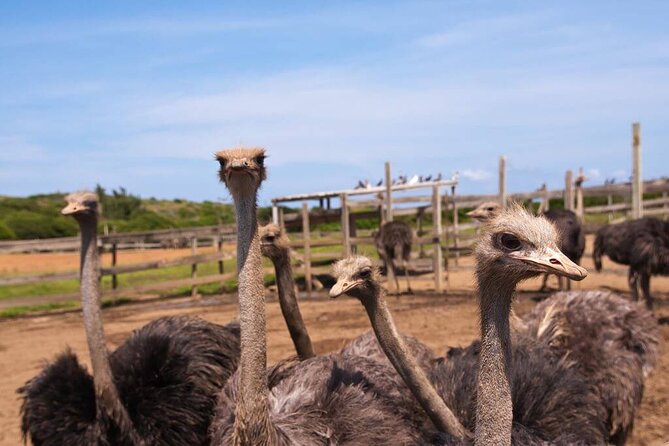 Eastern Treasures of Curacao Tour - Tour Inclusions