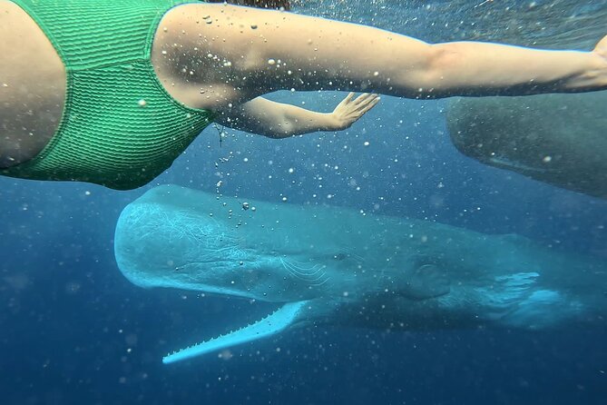 Eco-friendly Dolphin Watching Tour in Mauritius - Breakfast Highlights