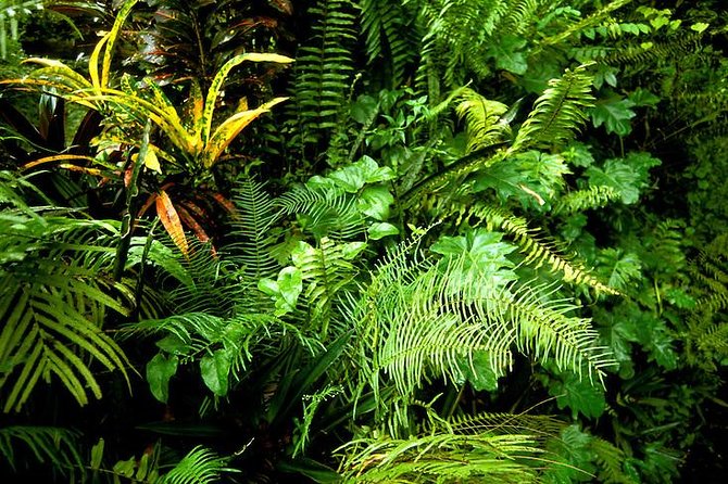 Eco-Tour (Konoko Falls & Fern Gully- From Ocho Rios - Pickup Information