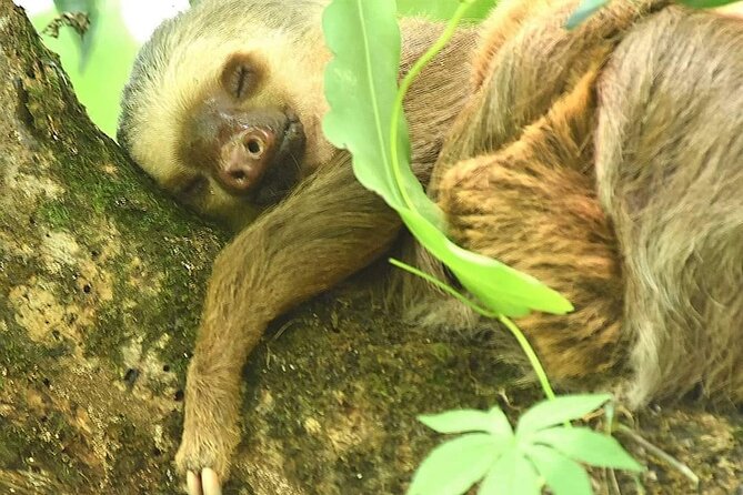 Ecocentro Danaus Nature Walk and Search for Sloths - Spotting Sloths in the Wild