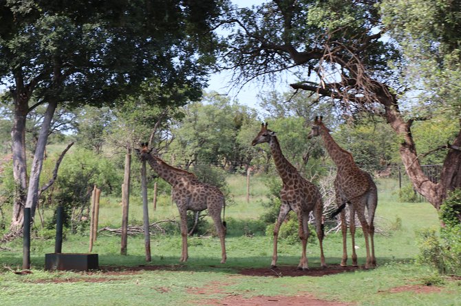 Elephant Experience & Lesedi Cultural Village - Photograph Majestic Elephants