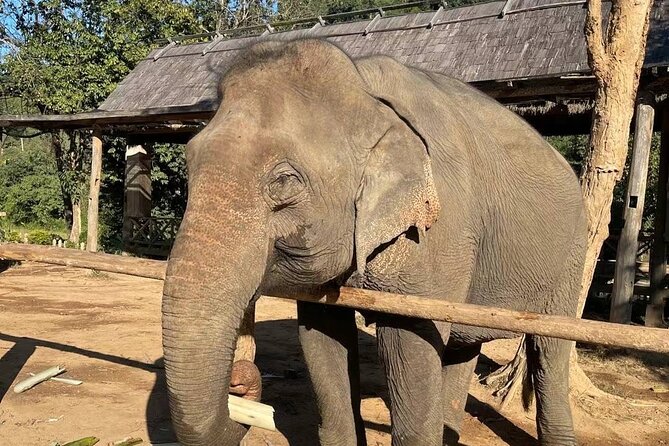 Elephant Keeper Programs With Kuang Si Waterfall in Laos - Meeting and Pickup Details