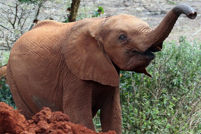 Elephant Orphanage, Giraffe Centre& Optional Nairobi Nationalpark - Giraffe Centre Encounter