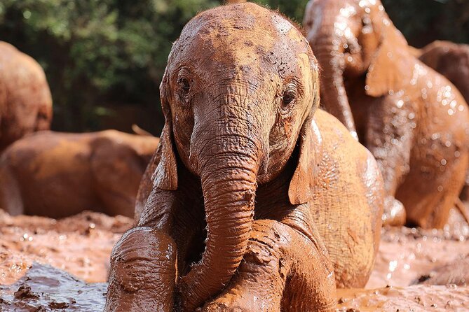 Elephant Orphanage Ticket With Pick up and Drop off - Importance of Booking Tickets