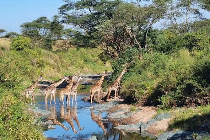 Elephant Safari Tanzania 4 Days **Sustainable Approach to Travel - Preserving Tanzanian Wilderness