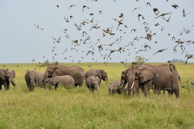 Set out on a 5-Day Camping Safari Adventure. - Meeting and Pickup Details